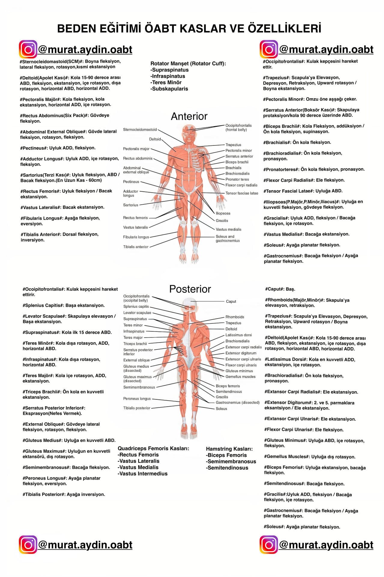 BEDEN EĞİTİMİ ÖABT KASLAR VE ÖZELLİKLERİ POSTER