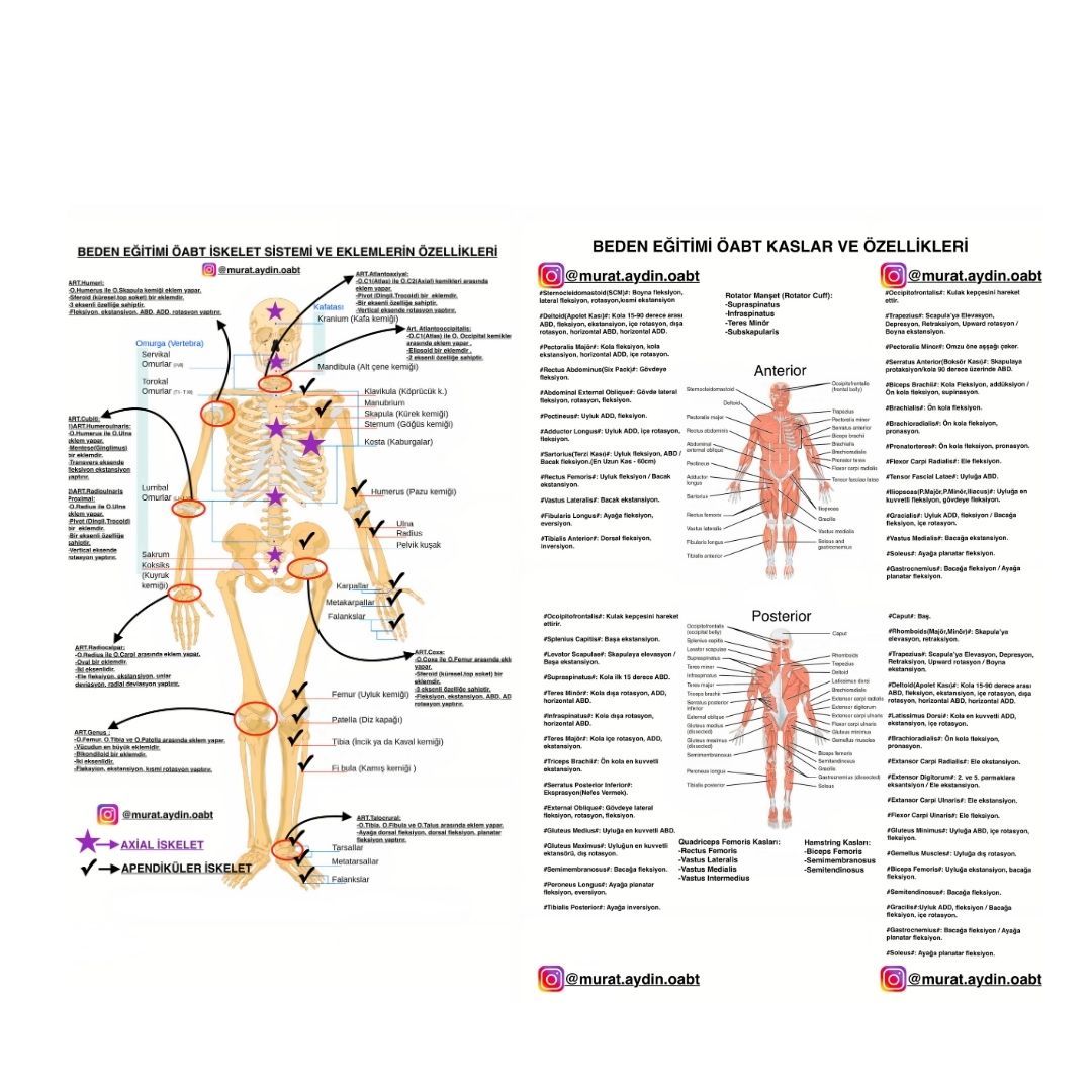 BEDEN EĞİTİMİ ÖABT KASLAR - İSKELET SİSTEM ve EKLEMLERİN ÖZELLİKLERİ POSTER