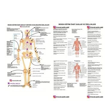 BEDEN EĞİTİMİ ÖABT KASLAR - İSKELET SİSTEM ve EKLEMLERİN ÖZELLİKLERİ POSTER